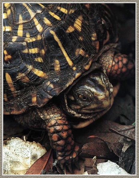 Ornate Box Turtle 01.jpg