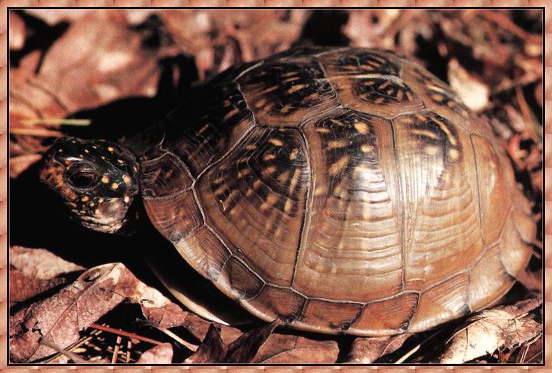 Three-toed Box Turtle 01-Crawl on Leaves.jpg