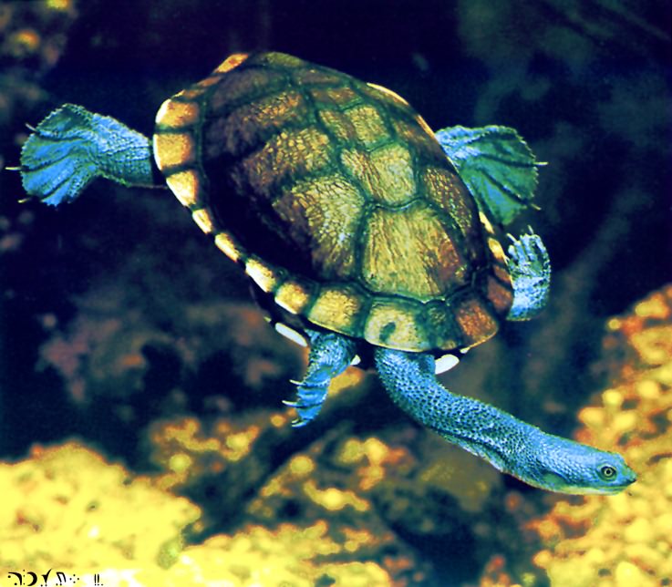 Eastern Snake-Necked Turtle-01-in swimming-closeup.jpg