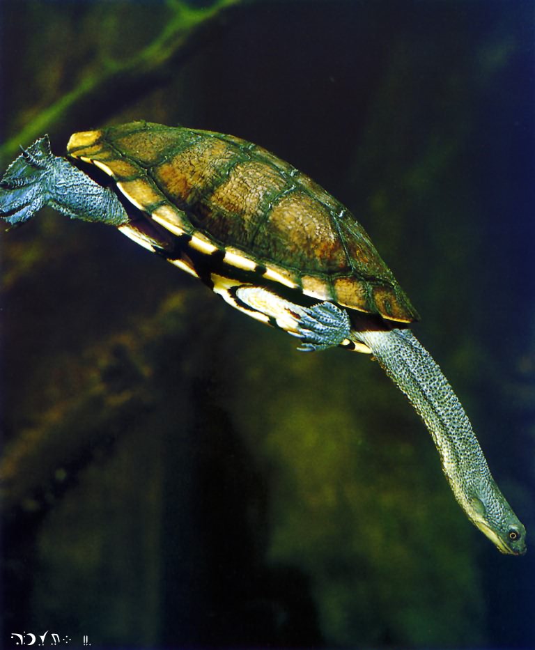 Eastern Snake-Necked Turtle-in swimming-closeup.jpg