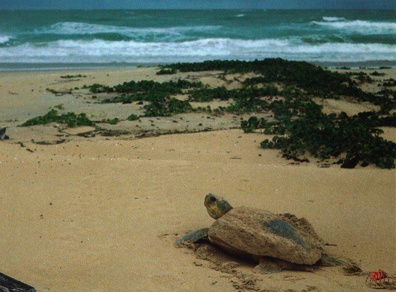 flatback sea turtle (natator depressus).jpg
