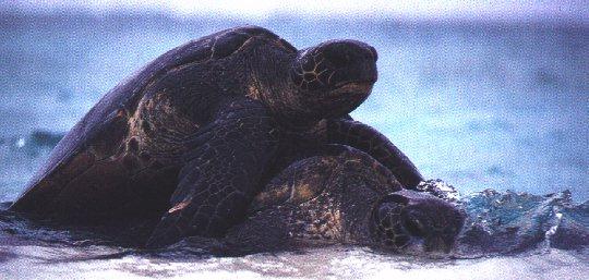 2 Sea Turtles 11-On Shore.jpg