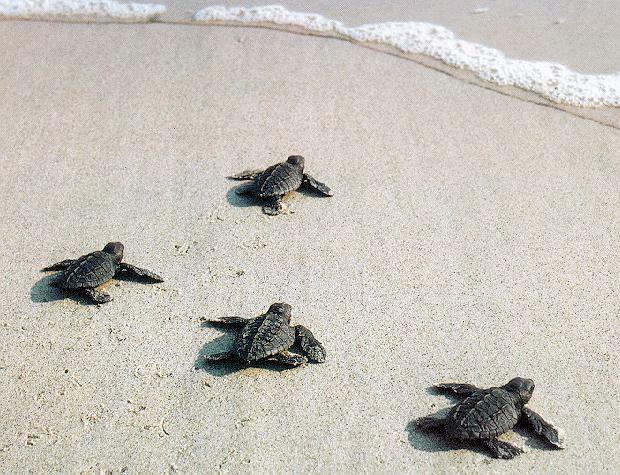 Young Sea Turtles-To Sea-02.jpg