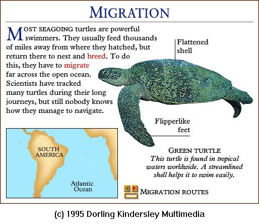 DKMMNature-Reptile-Green Sea Turtle.gif