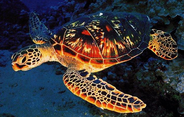 Green sea turtle-Closeup.jpg