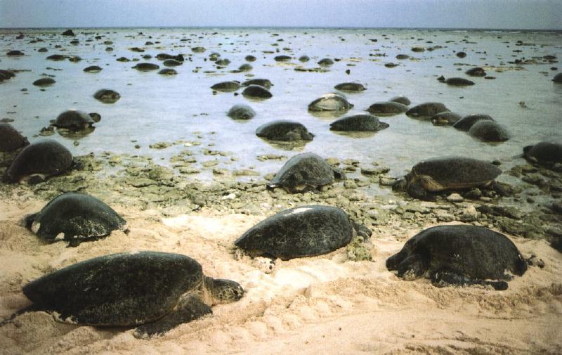 Green Sea Turtles 0.jpg