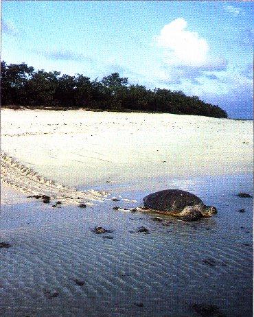 Green Sea Turtle-Walks To Sea.jpg