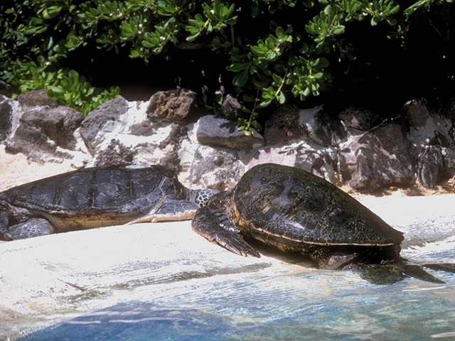 Hawaii-Img0035 Green Sea Turtles.jpg