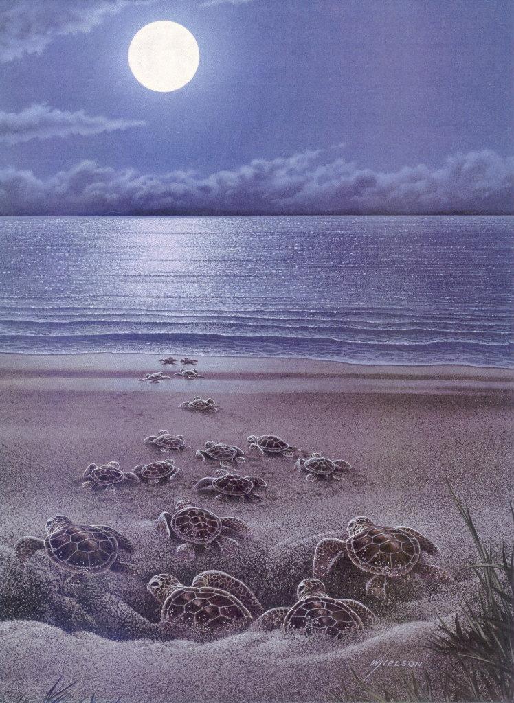 lj W Nelson Newborn Sea Turtles-Thevenard Island.jpg