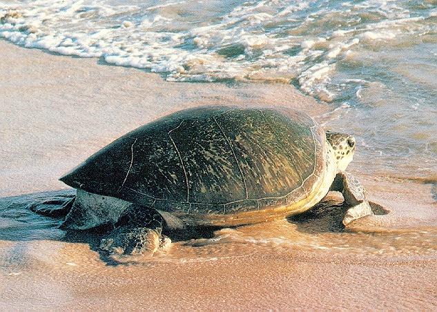 sea Turtle 1.jpg