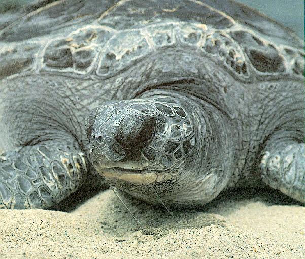 Sea Turtle 2 Closeup.jpg