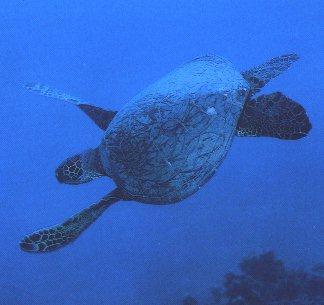 Turtle08-Green Sea Turtle-Swimming.jpg