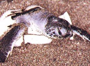 Turtle09-Baby Green Sea Turtle-Hatching Out From Egg.jpg