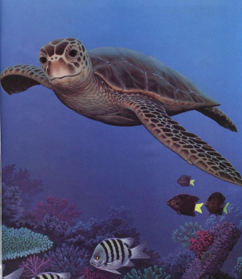Turtle-Green Sea Turtle-and-Tropical Fishes-painting-by Joel Williams.jpg