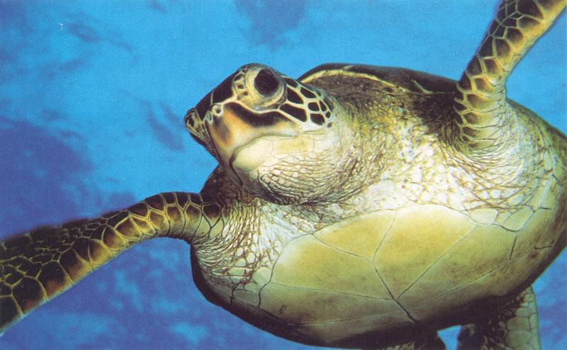 Turtle-Green Sea Turtle-closeup.jpg