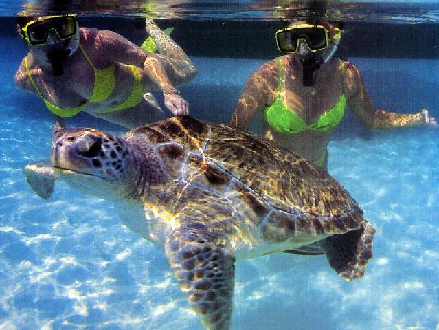 uw 059a-Green Sea Turtle-and-Snorkelers.jpg