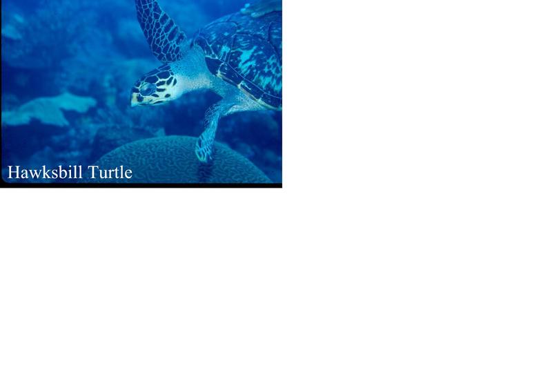 Hawksbill Turtle3.jpg