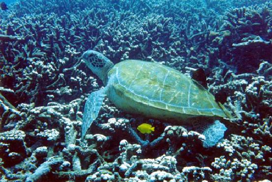 ping8-Hawksbill Turtle-and-Yellow Tangfish.jpg
