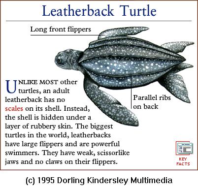 DKMMNature-Reptile-Leatherback Turtle.gif