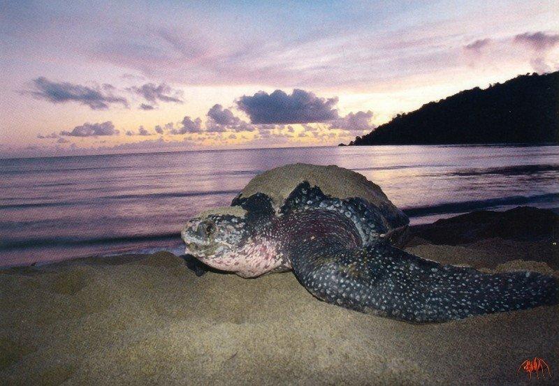 leatherback turtle (dermochelys coriacea).jpg