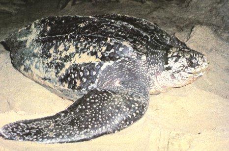 Leatherback Turtle.jpg