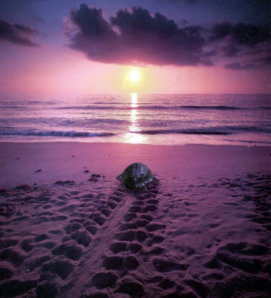 Return to the sea-Leatherback Turtle.jpg