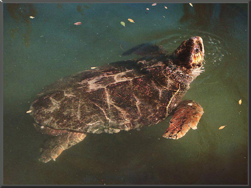 Loggerhead Turtle 01.jpg