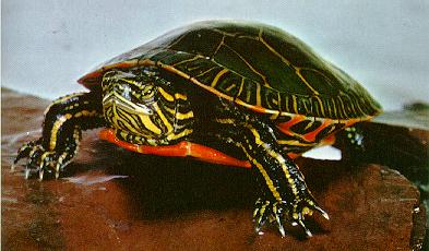 Painted Turtle Portrait.jpg