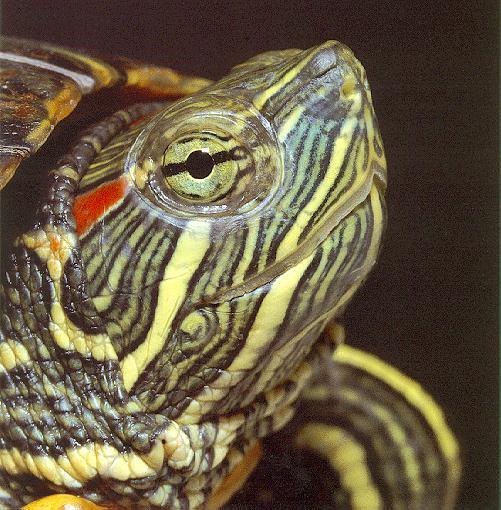red-eared Turtle 5.jpg