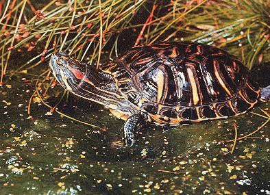 Red-eared Turtle-In Swamp-Raising Head.jpg