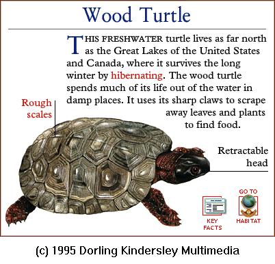 DKMMNature-Reptile-Wood Turtle.gif