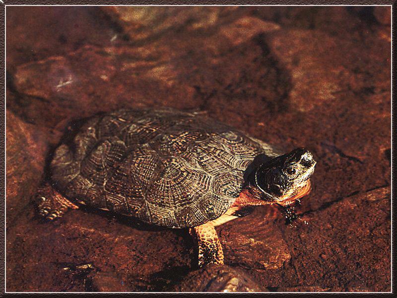 Wood Turtle 01.jpg