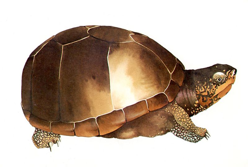 cr Eastern mud turtle.jpg