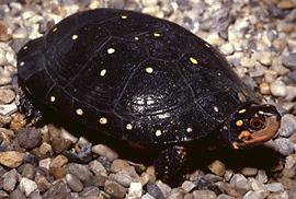 Lincoln Park Zoo-Spotted Turtle.jpg