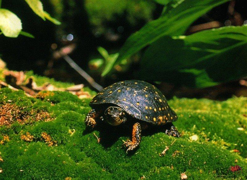 spotted turtle (clemmys guttata).jpg