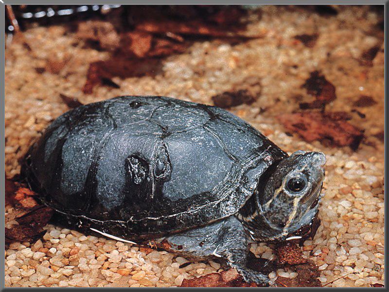 Stinkpot Turtle 01.jpg