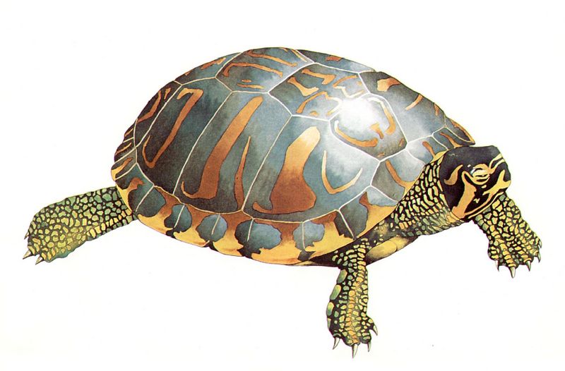 cr Yellow-bellied turtle.jpg