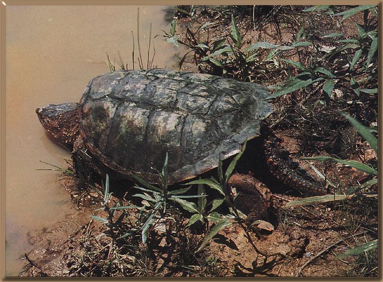 Common Snapping Turtle 01.jpg