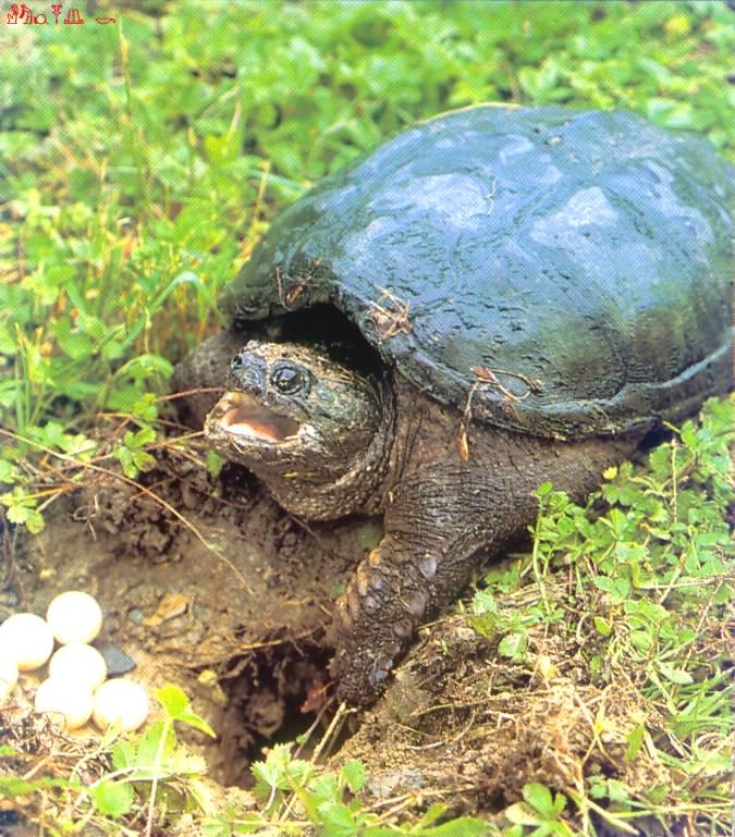 Snapping Terrapin-02-turtle guarding eggs.jpg