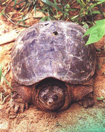 Snapping Turtle-Odd Face.jpg
