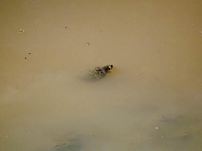 st01-Snapping Turtle-in water.jpg