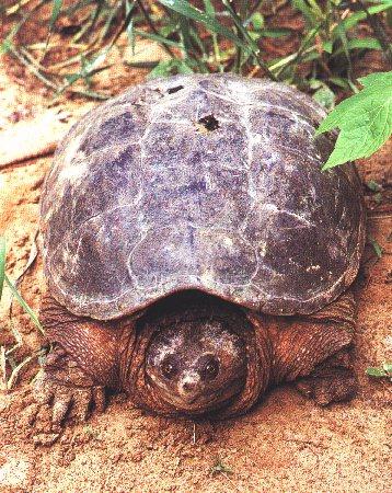 Turtle01-Snapping Turtle-on ground.jpg