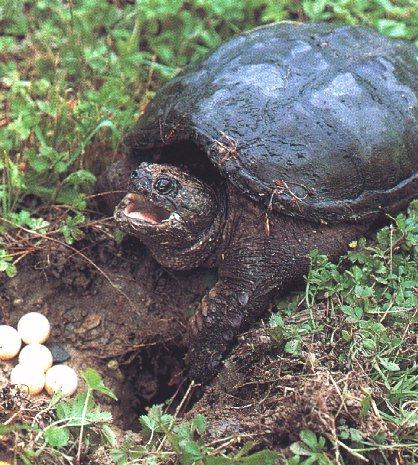 Turtle03-Snapping Turtle-Burying Eggs.jpg