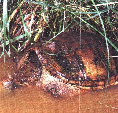 Turtle04-Snapping Turtle-In River Shore.jpg