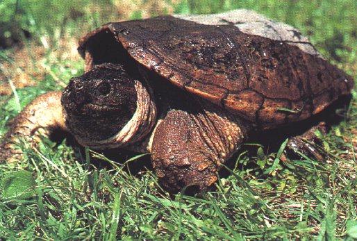Turtle06-Snapping Turtle-On Grassland.jpg
