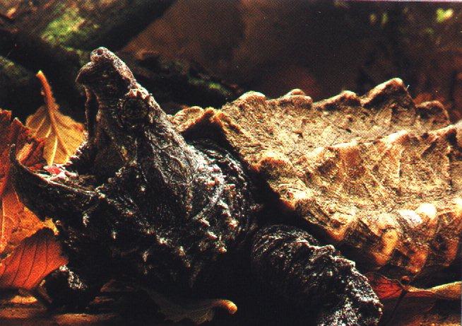 anim17-Alligator Snapping Turtle-closeup.jpg