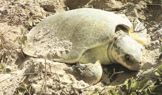 Atlantic Ridley Turtle.jpg