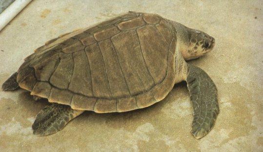 Olive Ridley Turtle.jpg