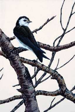 Bird Painting-House Swallow3-looks back on tree.jpg