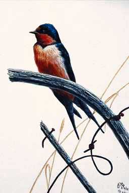 Bird Painting-House Swallow-perching on branch.jpg